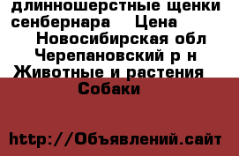 длинношерстные щенки сенбернара  › Цена ­ 45 000 - Новосибирская обл., Черепановский р-н Животные и растения » Собаки   